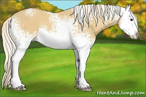 Horse Color:ERROR: UNKNOWN ANOMALY