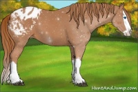 Horse Color:Chestnut Splash Appaloosa 