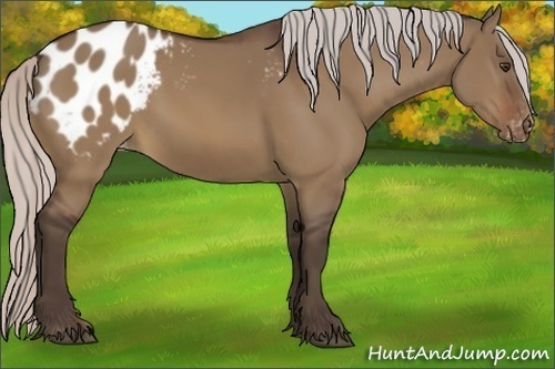 Horse Color:Silver Bay Dun Appaloosa 