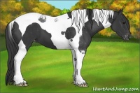 Horse Color:Black Tobiano Appaloosa