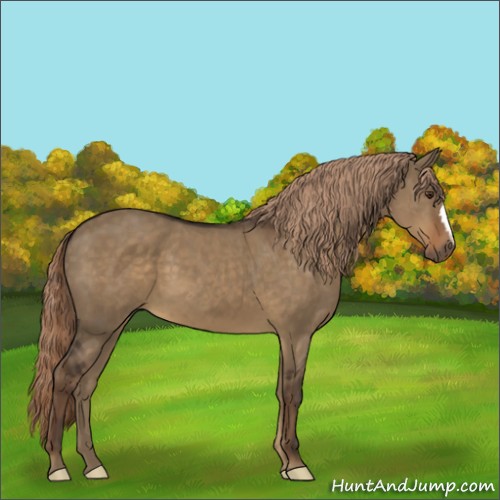 Horse Color:Liver Red Dun 