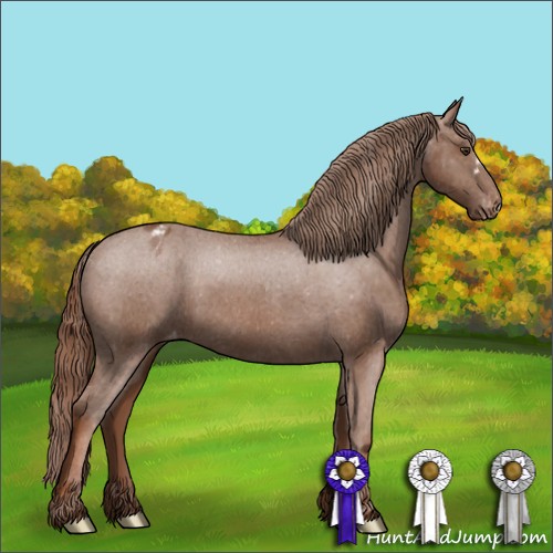 Horse Color:Chestnut Appaloosa 