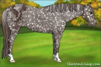 Horse Color:Liver Chestnut Appaloosa
