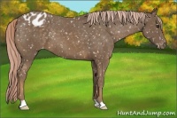 Horse Color:Chocolate Palomino Appaloosa 