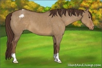 Horse Color:Liver Red Dun Appaloosa 