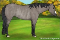 Horse Color:Grullo Rabicano 