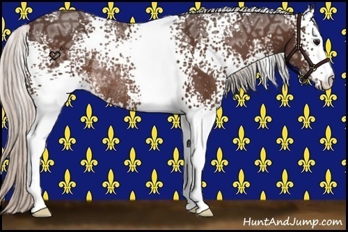 Horse Color:White Spotted Silver Bay Ice Rabicano