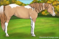 Horse Color:Gold Champagne Splash Tobiano