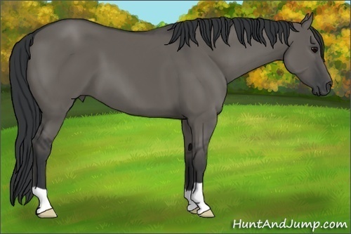 Horse Color:Grullo 