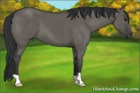 Horse Color:Grullo 