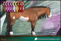 Horse Color:Bay Frame 