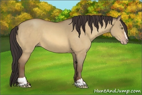 Horse Color:Sable Champagne Dun Sabino 