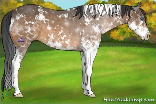 Horse Color:White Spotted Bay Splash 