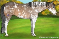 Horse Color:White Spotted Bay Splash