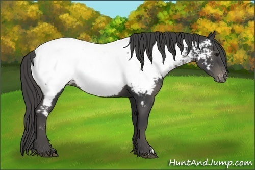 Horse Color:Smoky Black Appaloosa 