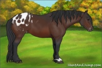 Horse Color:Brown Appaloosa 