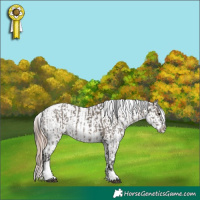 Horse Color:Grullo Tobiano and Red Dun Roan Appaloosa