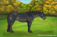 Horse Color:Black 