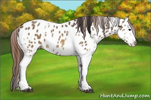 Horse Color:White Spotted Buckskin Dun Appaloosa