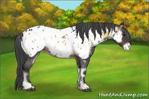 Horse Color:Brown Onyx Appaloosa