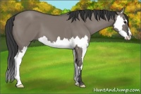 Horse Color:Grullo Splash Frame