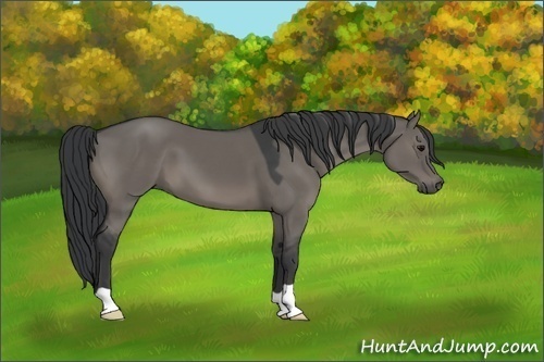 Horse Color:Grullo 