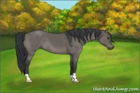 Horse Color:Grullo 