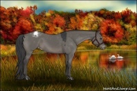 Horse Color:Grullo Varnish 