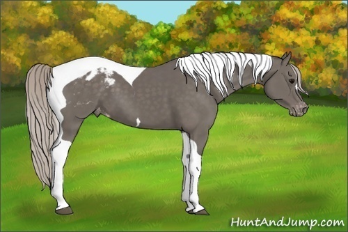Horse Color:Silver Black Tobiano Appaloosa 