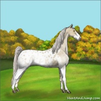 Horse Color:White Spotted Silver Brown Pearl Dun Blanket 