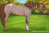 Horse Color:Red Roan Varnish 