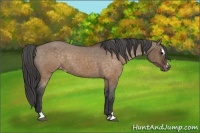 Horse Color:Brown Dun Sabino Varnish