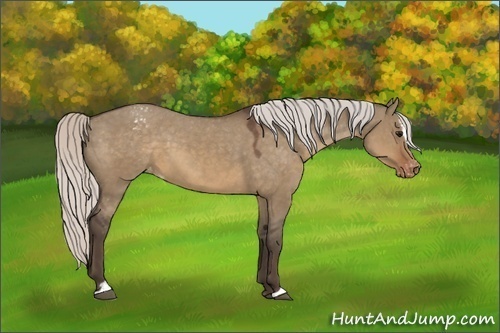 Horse Color:Silver Brown Dun Sabino Varnish
