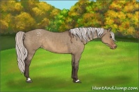 Horse Color:Silver Brown Dun Sabino Varnish 