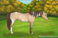 Horse Color:White Spotted Sable Champagne Varnish 