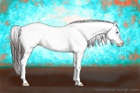 Horse Color:Brown Dun Sabino Splash Appaloosa
