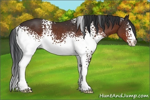 Horse Color:White Spotted Bay Sabino Rabicano 