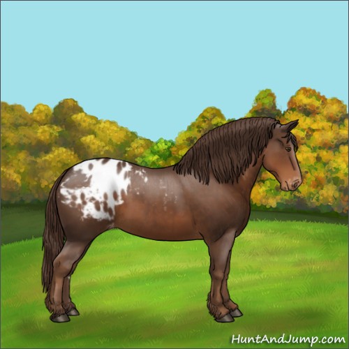Horse Color:Liver Chestnut Appaloosa 