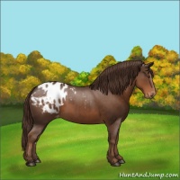 Horse Color:Liver Chestnut Appaloosa