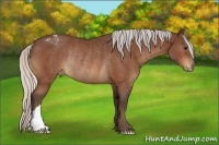 Horse Color:Silver Bay Varnish Rabicano 