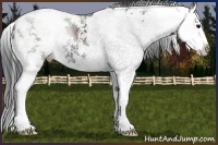 Horse Color:Black Sabino Splash 