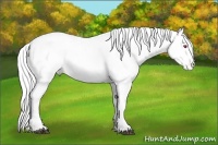 Horse Color:White Spotted Red Onyx Chinchilla Appaloosa