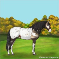 Horse Color:Brown Onyx Sabino Appaloosa