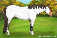 Horse Color:Buckskin Near Fewspot 
