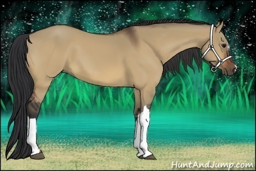 Horse Color:Brown Dun