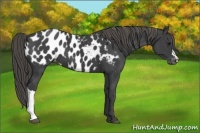 Horse Color:Smoky Black Appaloosa 