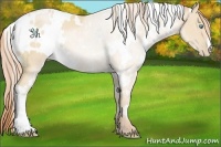 Horse Color:White Spotted Buckskin Pearl 