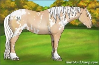 Horse Color:White Spotted Silver Bay Pearl