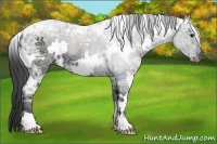Horse Color:White Spotted Black Ice 