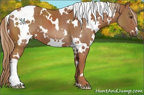 Horse Color:White Spotted Chestnut